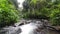 Enchanting Rainforest Waterfall: Serene Stream Amid Lush Greenery