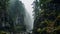Enchanting Ravine Landscape With Deciduous Trees And Firs In Rainy Weather