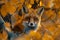 Enchanting red fox amid autumn leaves photorealistic northern lights style photography