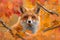 Enchanting red fox amid vibrant autumn foliage in photorealistic northern lights style