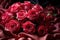 Enchanting red roses surrounded by a soft ethereal drapery., valentine, dating and love proposal image