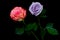 Enchanting and romantic pair of pink and light purple roses on dark backdrop