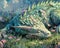enchanting scene of a dragon napping in a peaceful pastel colored meadow ai generated