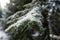 Enchanting Silence: Snow-Clad Firs of Pokainu Mezs, Dobele
