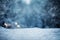 Enchanting snow wallpapers a perfect backdrop for Christmas and New Year celebrations