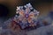 Enchanting Snowflake - AI Generated Macro Photography Illustration 005