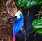 Enchanting Southern Cassowary with Stunning Plumage.