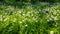 Enchanting Spring - Fresh Grass And Daisies 05