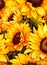 Enchanting Sunflowers: A Majestic Display of Nature\\\'s Beauty in