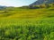 Enchanting Sunlit Landscape_Captivating Green Grass and Trees