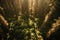 Enchanting sunlit redwood canopy