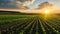 Enchanting Sunset over Vibrant Agricultural Fields in South Ukraine