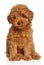 Enchanting toy poodle puppy