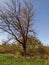 An enchanting tree in the forest opposite the blue sky