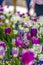 Enchanting tulips with white and purple petals blooming under bright sunlight
