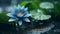 Enchanting water lily in rain, serene natural backdrop with space for personalized text