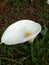 Enchanting White Calla Lily