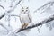 Enchanting Winter Owl: Wildlife Wonderland in a Snowy Landscape.