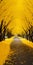 Enchanting Yellow Tree Lined Street With Surreal Organic Beauty