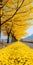 Enchanting Yellow Trees Along A South Korean Road