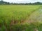 Enchantment of Natural Beauty of Rice Fields