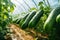Enclosed Bounty of Cucumbers: Witness the enclosed splendor of cucumber cultivation in a greenhouse, where each plant