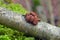 Encoelia furfuracea fungus