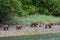 Encounter with four grizzly bears on the coast of Katmai in Alaska - a mother with her offspring