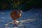 Encounter with a Weka in the Abel Tasman National Park, New Zealand