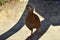 Encounter with a Weka in the Abel Tasman National Park, New Zealand