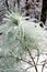 Encrusted needles loblolly pine (Pinus taeda) after freezing ra