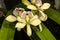 Encyclia Orchid