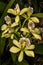 Encyclia Orchid