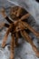 Encyocratella olivacea. Meru vulcano spider close up photo. African endemit tarantula