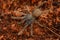 Encyocratella olivacea spider from Africa, Meru vulcan