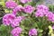 End of bloom pink hydrangeas, summer gardens