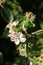 End of blossom and apples forming on tree, spring