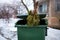 End of Christmas. Used and abandoned cutted fir tree in garbage bin waits for collection by by garbage truck