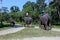 End of the day`s safari. The elephants are going back to their stable.