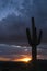 End of day sunburst and giant Saguaro cactus