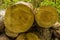 The end of large newly felled trees in a wood in Leicestershire