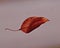 The end of life for a lonely leaf