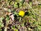 The end of October - dandelion blossomed out of season