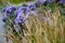 At the end of october, rich bunches of blue and purple aster flowers bloom in the parks along the scam and in the flowerbeds. the