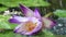 The end of a rain on a pond with colorful water lily