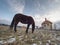 End of winter on pasture with old horse