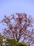 At the end of winter, the shimul tree is full of shimul flowers