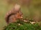 Endangerd Eurasian red squirrel with nuts in woodland on a mossy log