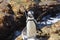 Endangered African Penguin, Spheniscus demersus, Stony Point Nature Reserve, Betty`s Bay South Africa
