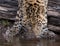 Endangered Amur Leopard